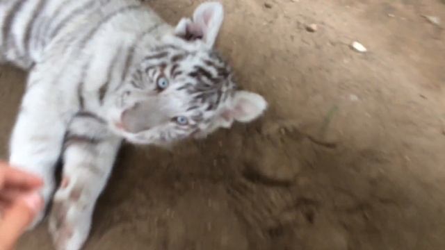 Тигр АЛЬБИНОС смотреть онлайн