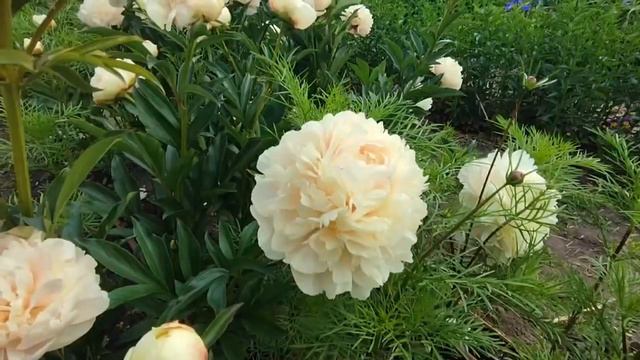 Пион Саммер Глоу Summer Glow смотреть онлайн