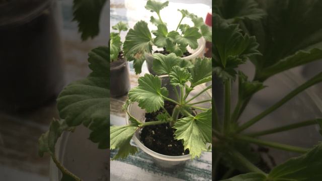 Пелларгония 🌸подкормка+стимуляция🪴 смотреть онлайн