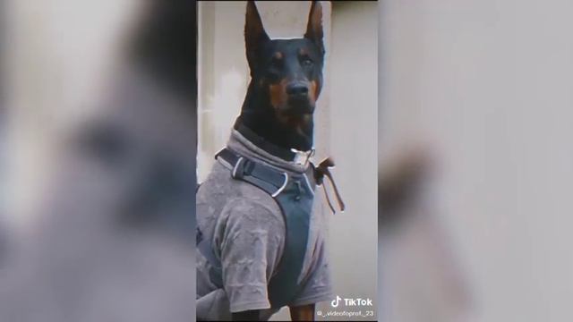 Эдиты с доберманом // Doberman edits смотреть онлайн
