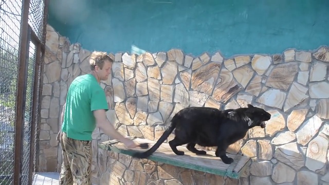 Багира показывает характер! смотреть онлайн