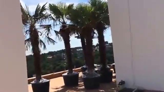 Дом под пальмами. Балашов смотреть онлайн