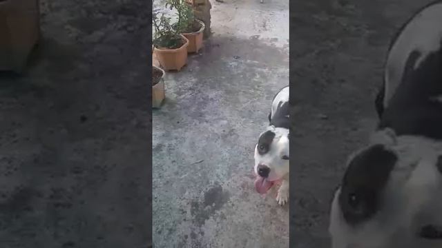 Chat blog with pitbull part 1 смотреть онлайн