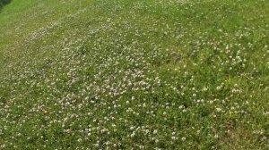 Газон из БЕЛОГО КЛЕВЕРА !!!