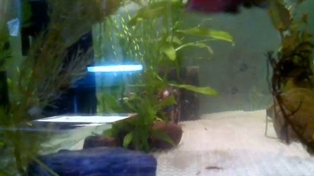 нерест чёрного барбуса смотреть онлайн