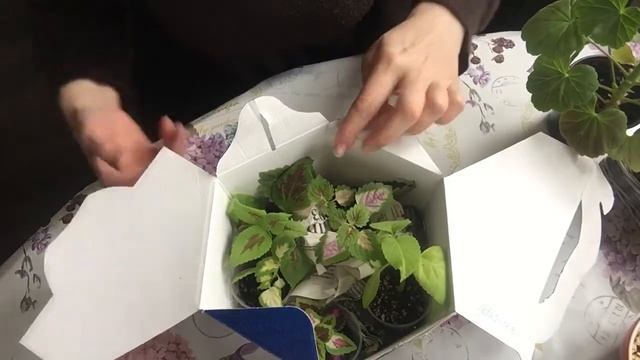 ВЛОГ// распаковка колеусов, ждём весну ? смотреть онлайн