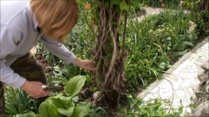 Жимолость каприфоль  Как оформить красивый куст?