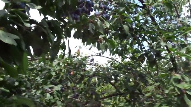Обрезка сливы только летом - высокий урожай.Сорт "Изюм-эрик". смотреть онлайн