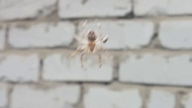 паук плетёт паутину и ловит жертву смотреть онлайн