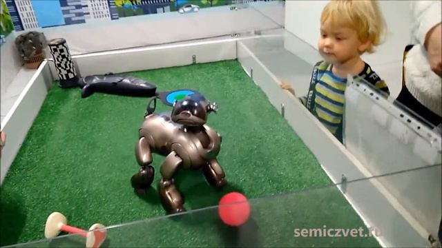 ?? Робот-пёс Aibo. Роботы заменят домашних питомцев смотреть онлайн