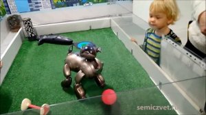?? Робот-пёс Aibo. Роботы заменят домашних питомцев