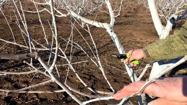 ОБРЕЗКА ПЕРСИКА!!! Первый год после омоложения/pruning a peach after rejuvenation смотреть онлайн