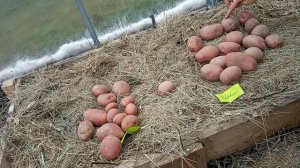 Картошка  Аляска и Шарвари пирошка