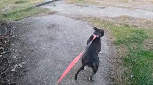 Стаффордширский терьер. Характер. Плюси и минусы. Мифы