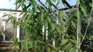 Выращивание персиков в теплице в Сибири.mp4