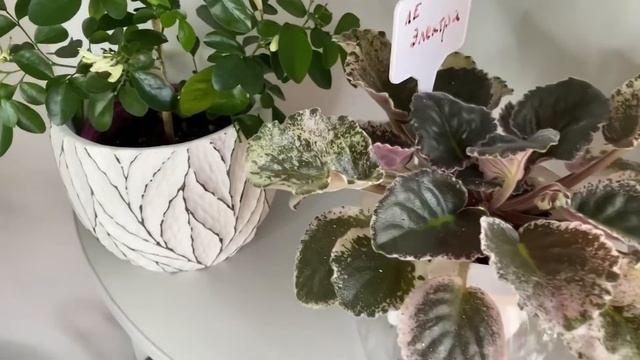 ?Горшки для комнатных растений. Обзор новинок? смотреть онлайн