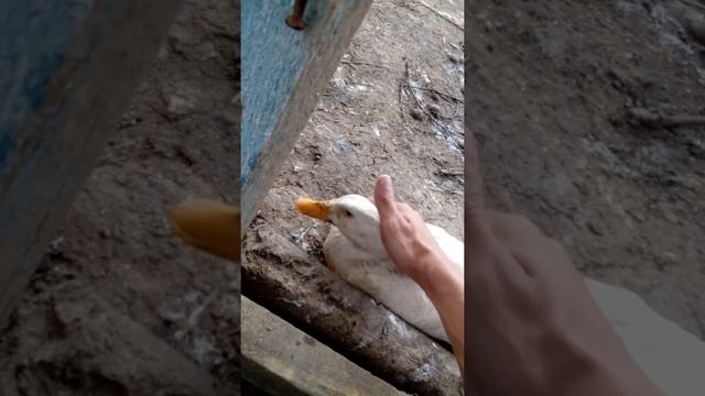 Дружба животного и человека смотреть онлайн