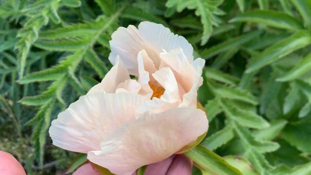 Peony Early Glow (Hollingsworth 1992) , канал ПІОНИ-ВСЕ ПРО НИХ смотреть онлайн