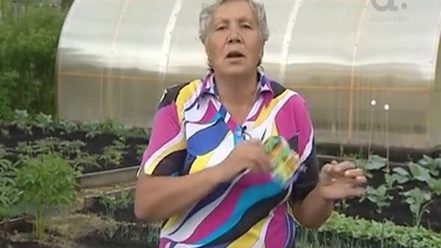 Голова садовая. Как уберечь от проблем лук и чеснок смотреть онлайн