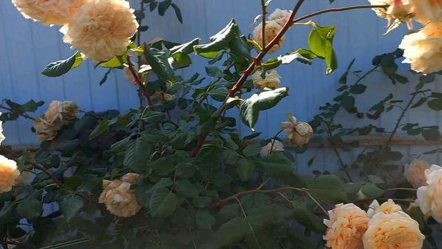 Первая волна цветения роз продолжается смотреть онлайн