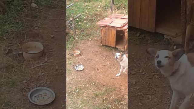 Rejni qeni I syles смотреть онлайн