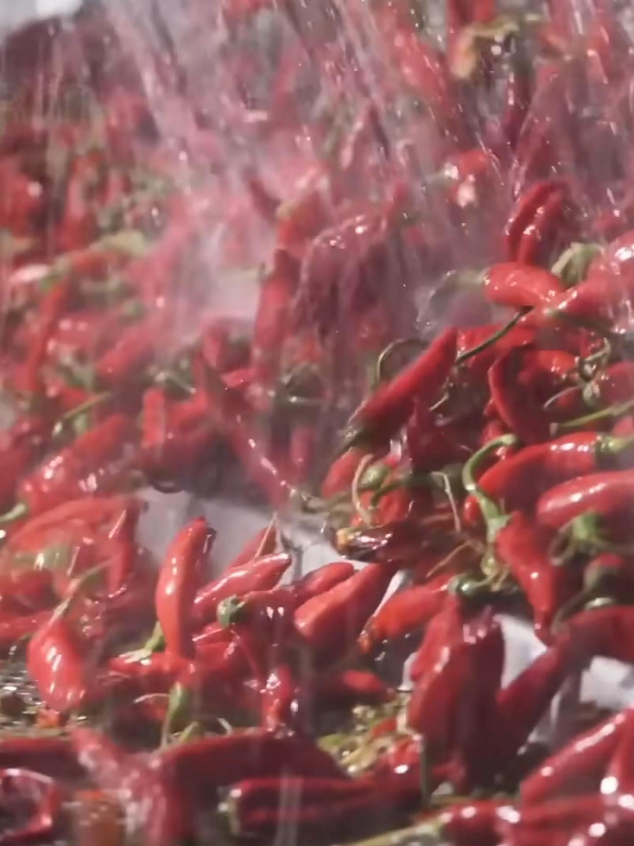 производство порошка и перца чили #перец #чили смотреть онлайн