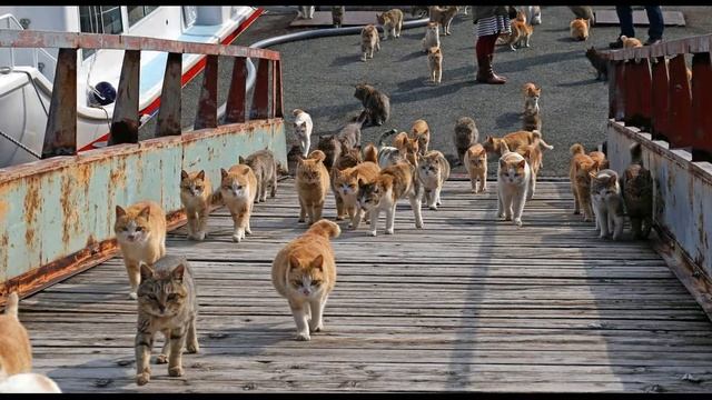 Кошки, которые очень любят рыбку! СКАЗКА смотреть онлайн