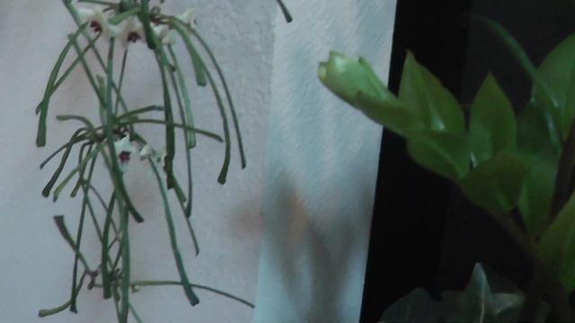 Hoya retusa is in bloom! смотреть онлайн