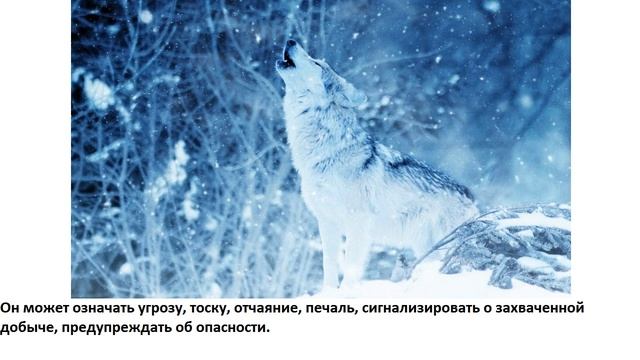 Почему воют волки? смотреть онлайн