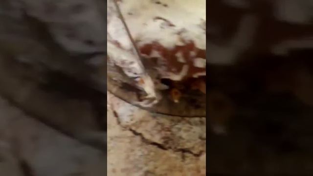 тортик" Гормон Радости" смотреть онлайн