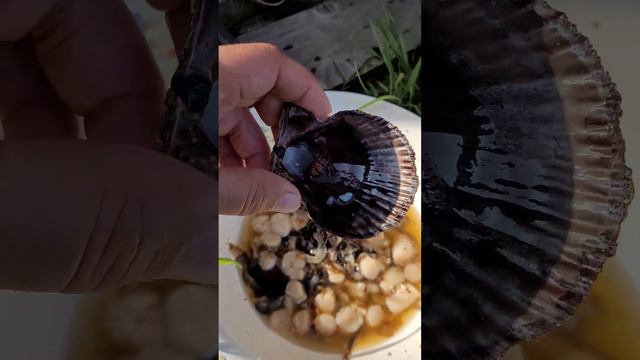 рак-отшельник внутри ракушки гребешка смотреть онлайн