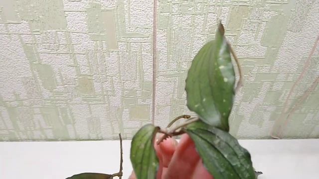 Hoya erythrina Bajo. Срезка. Продажа. смотреть онлайн