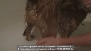 Уход за английским кокер спаниелем