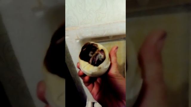 Два гусенка из одного яйца! смотреть онлайн