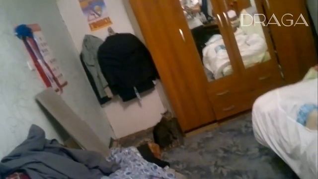 Топ 5 случаев нападения котов на человека смотреть онлайн