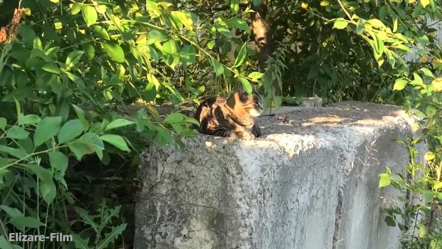 Таинственный охранник заброшенного завода