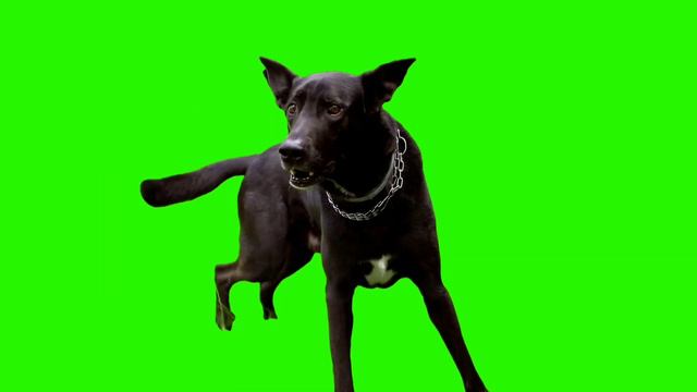 Dog Barking Green Screen Effects HD Footage No Copyright смотреть онлайн