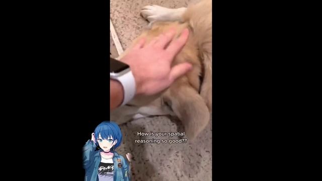 Project Sekai as TikToks but no one sees this video смотреть онлайн