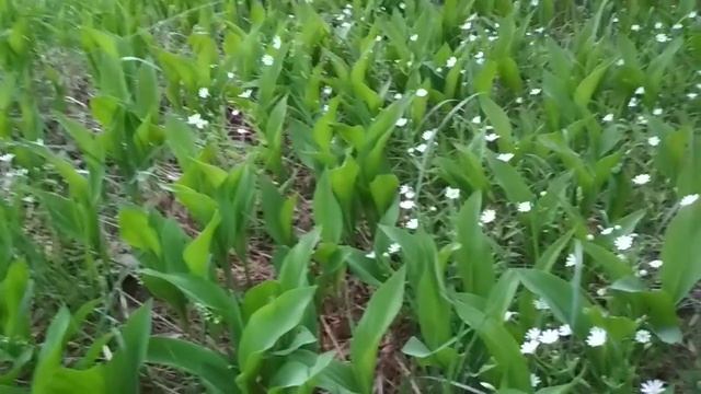 Ландыши зацвели? В чем подвох? смотреть онлайн