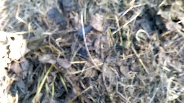 Земляника вымерзла как и всегда. смотреть онлайн