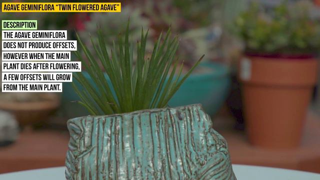 Agave geminiflora “Twin flowered Agave” смотреть онлайн