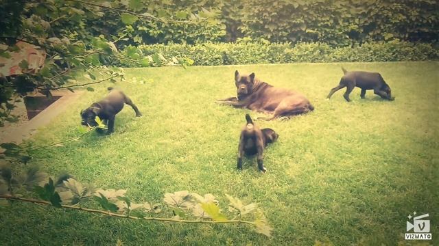 Кане корсо смотреть онлайн