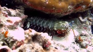 Павлинья креветка-богомол Peacock mantis shrimp [Odontodactylus scyllarus]