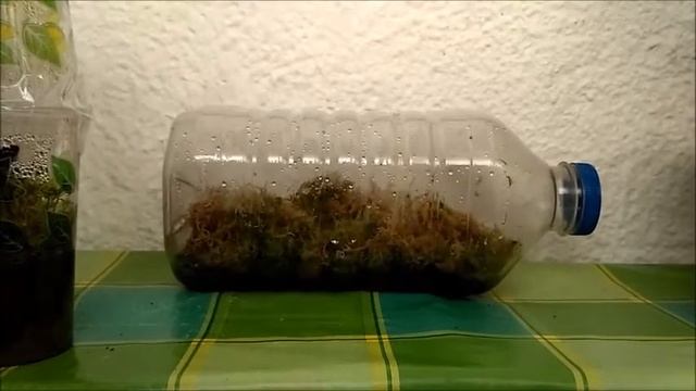 Как хранить живой мох сфагнум??? В МОРОЗИЛКЕ !!!