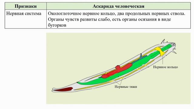 Тип Круглые черви. Тема 7. Аскарида человеческая. Общие черты строения круглых червей смотреть онлайн