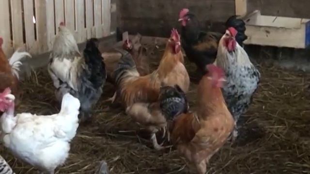 Что же означает символ 2017 года – огненный петух! смотреть онлайн