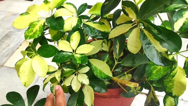Schefflera (ornamental) plant care, umbrella tree plant care tips смотреть онлайн