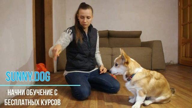 как научить команду сидеть? Команда сидеть - дрессировка собаки легко смотреть онлайн