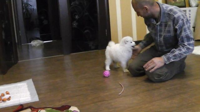 Щенок Самоеда первый день в новом доме.Samoyed puppy first day in a new house.