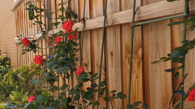 Rose Red Eden ‘Pierre De Ronsard’ Red 红色龙沙宝石月季 2023 October Spring 南半球十月春花 Rose Red 玫红色 смотреть онлайн